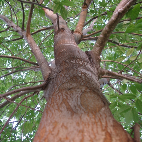 Trees